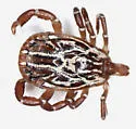 Gulf Coast Tick - photo 5