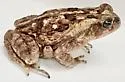 Amblyomma rotundatum
