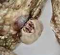 Amblyomma rotundatum - photo 2