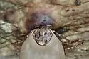 Amblyomma rotundatum - photo 3
