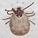 Amblyomma rotundatum - photo 4