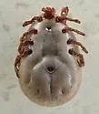 Amblyomma rotundatum - photo 5