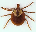 Gopher Tortoise Tick