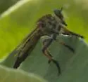 Green-eyed Lion Fly
