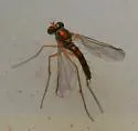 Amblypsilopus bradleii