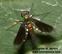 Amblypsilopus dimidiatus