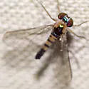Amblypsilopus dorsalis