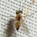 Amblypsilopus dorsalis - photo 2