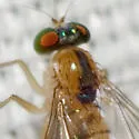 Amblypsilopus dorsalis - photo 3