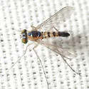 Amblypsilopus dorsalis - photo 4