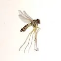 Amblypsilopus psittacinus