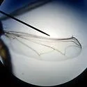 Amblypsilopus psittacinus - photo 2