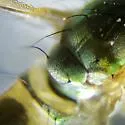 Amblypsilopus psittacinus - photo 3