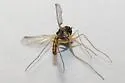 Amblypsilopus psittacinus - photo 4