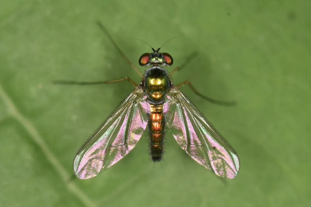Amblypsilopus scintillans