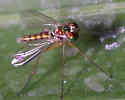 Amblypsilopus variegatus - photo 2