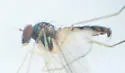 Amblypsilopus variegatus - photo 4