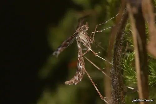 Beautiful Plume - photo 7