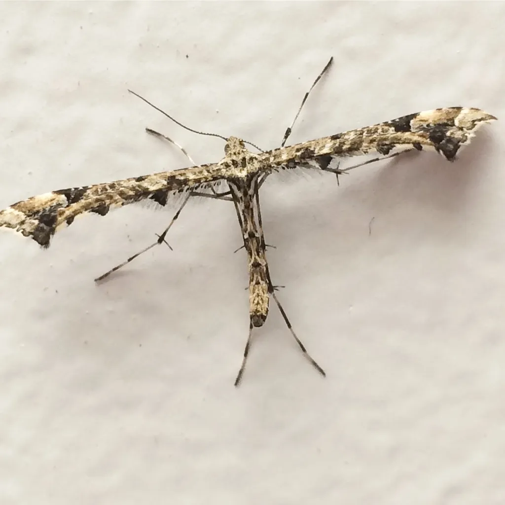Geranium Plume Moth - photo 2