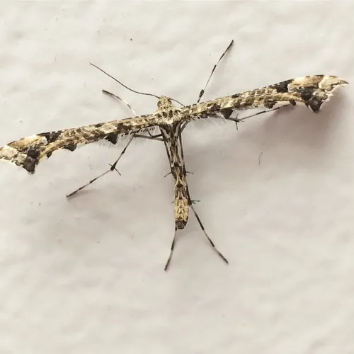Geranium Plume Moth - photo 3