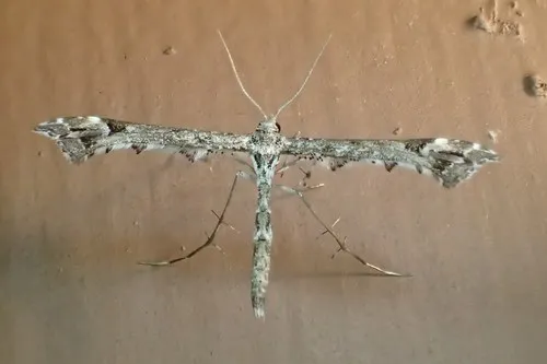 Geranium Plume Moth - photo 4