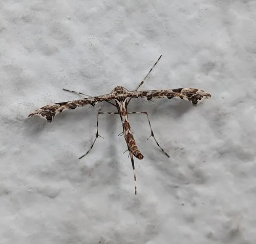 Geranium Plume Moth - photo 5
