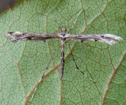 Brindled Plume