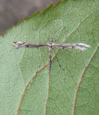 Brindled Plume - photo 2