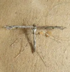Brindled Plume - photo 3