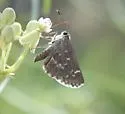Bronze Roadside-Skipper - Hodges#4092