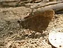 Bronze Roadside-Skipper - Hodges#4092 - photo 2