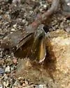Bronze Roadside-Skipper - Hodges#4092 - photo 3