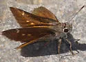 Bronze Roadside-Skipper - Hodges#4092 - photo 4