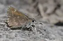 Bronze Roadside-Skipper - Hodges#4092 - photo 5