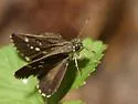 Lace-winged Roadside-Skipper - Hodges#4099