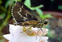 Lace-winged Roadside-Skipper - Hodges#4099 - photo 2