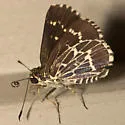 Lace-winged Roadside-Skipper - Hodges#4099 - photo 3