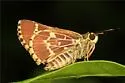 Lace-winged Roadside-Skipper - Hodges#4099 - photo 4