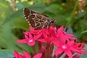 Lace-winged Roadside-Skipper - Hodges#4099 - photo 5