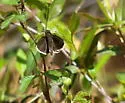 Dusky Roadside-Skipper - Hodges#4108