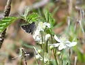 Dusky Roadside-Skipper - Hodges#4108 - photo 2