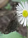 Dusky Roadside-Skipper - Hodges#4108 - photo 3
