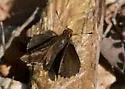 Dusky Roadside-Skipper - Hodges#4108 - photo 4