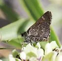 Dusky Roadside-Skipper - Hodges#4108 - photo 5
