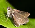 Bell's Roadside-Skipper - Hodges#4107