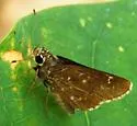 Bell's Roadside-Skipper - Hodges#4107 - photo 2