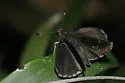 Bell's Roadside-Skipper - Hodges#4107 - photo 3