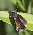 Bell's Roadside-Skipper - Hodges#4107 - photo 4