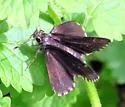 Bell's Roadside-Skipper - Hodges#4107 - photo 5