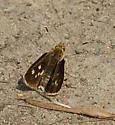 Carolina Roadside-Skipper - Hodges#4100